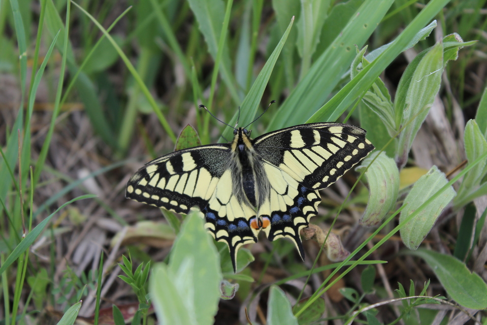 Papilio machaon - fecskefarkú lepke
