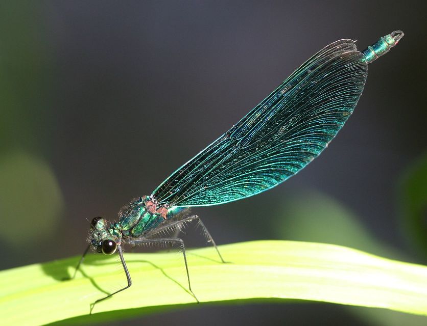 Calopteryx virgo - kisasszony-szitakötő