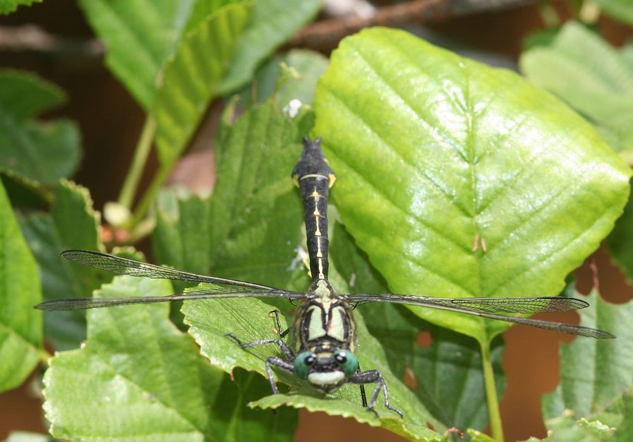 Gomphus vulgatissimus - feketelábú folyami-szitakötő
