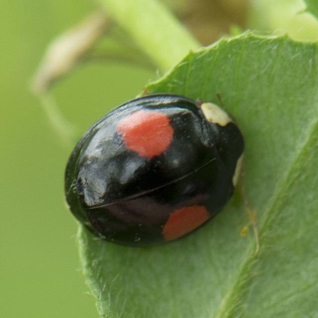 Harmonia axyridis - harlekinkatica