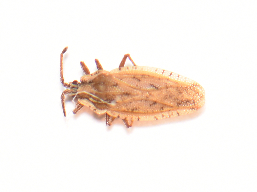 Tingis auriculata - nyakas csipkéspoloska Tingis auriculata - nyakas csipkéspoloska