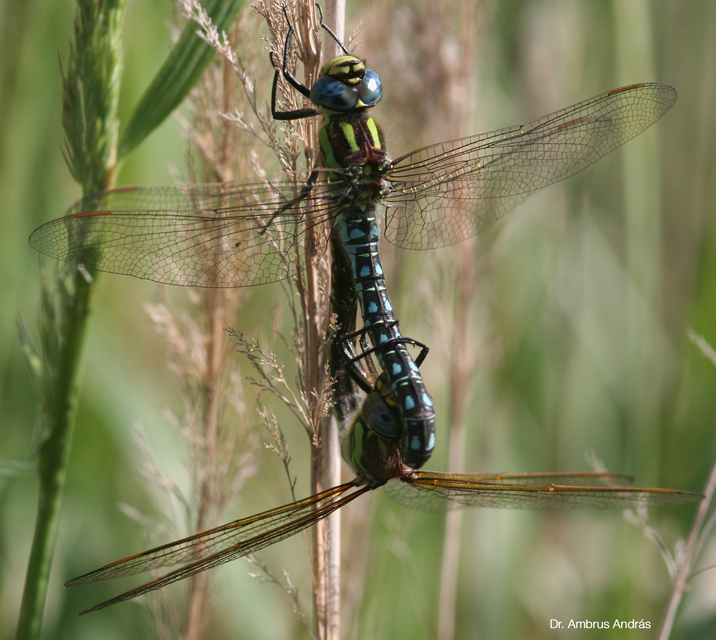 Brachytron pratense - szőrös karcsúacsa