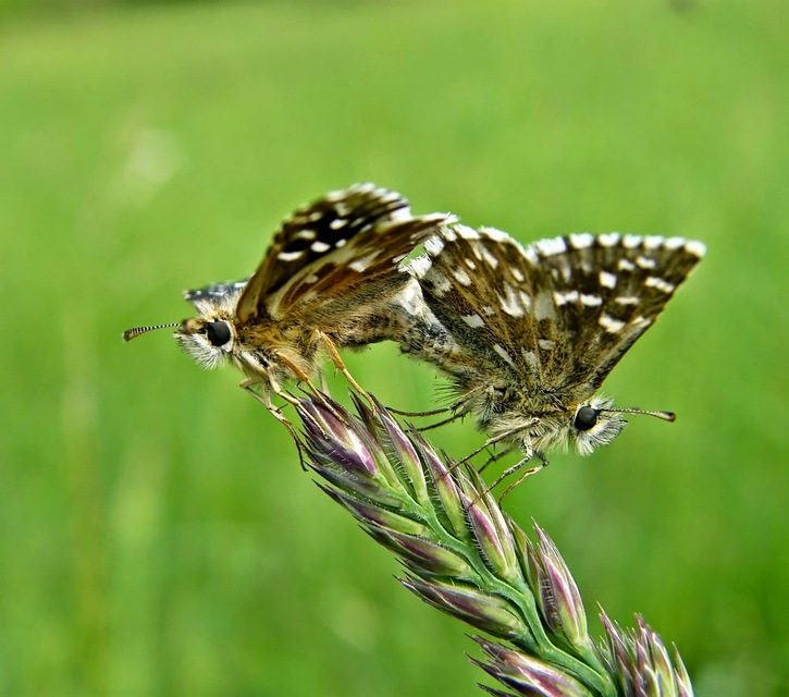 Pyrgus malvae - kis busalepke