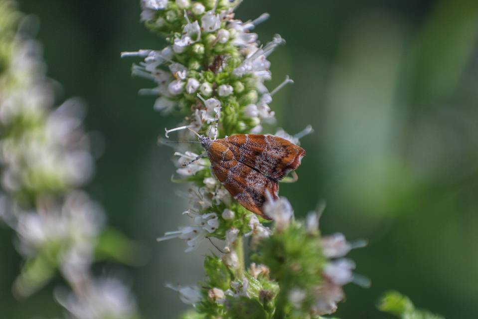Choreutis nemorana - füge-levélmoly