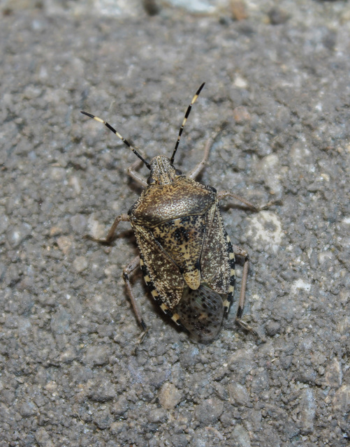 Rhaphigaster nebulosa - bencepoloska