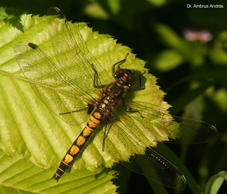 Leucorrhinia pectoralis - lápi álarcos-szitakötő