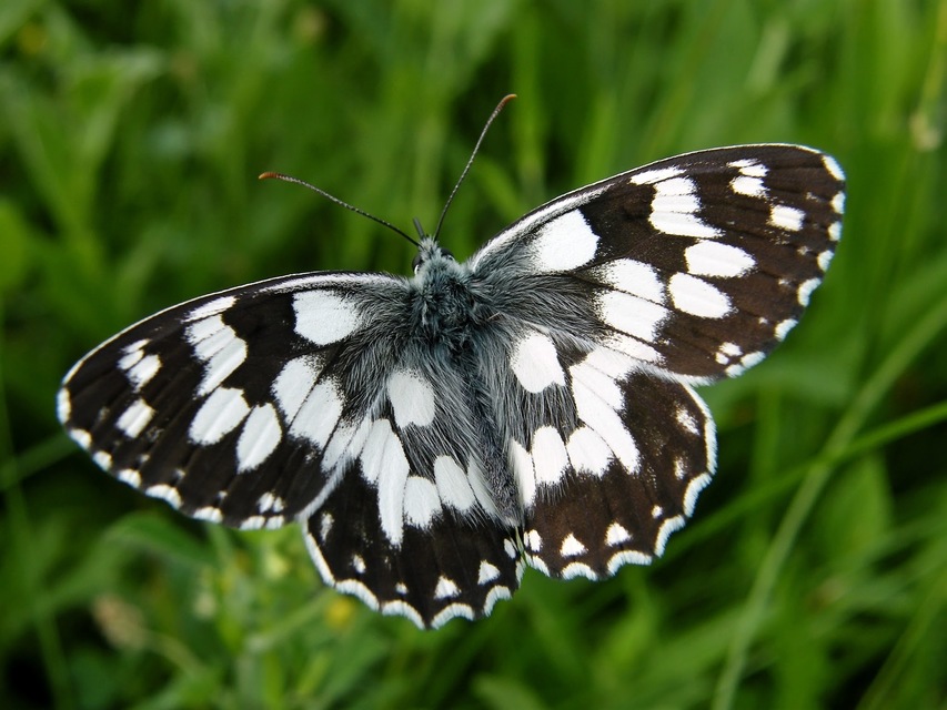 Melanargia galathea - sakktáblalepke