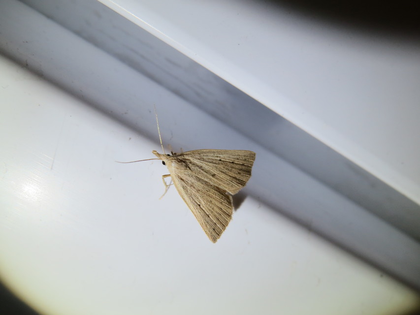Macrochilo cribrumalis - csontszínű karcsúbagoly