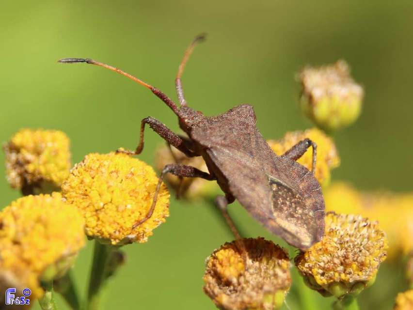 Coreus marginatus - közönséges karimáspoloska