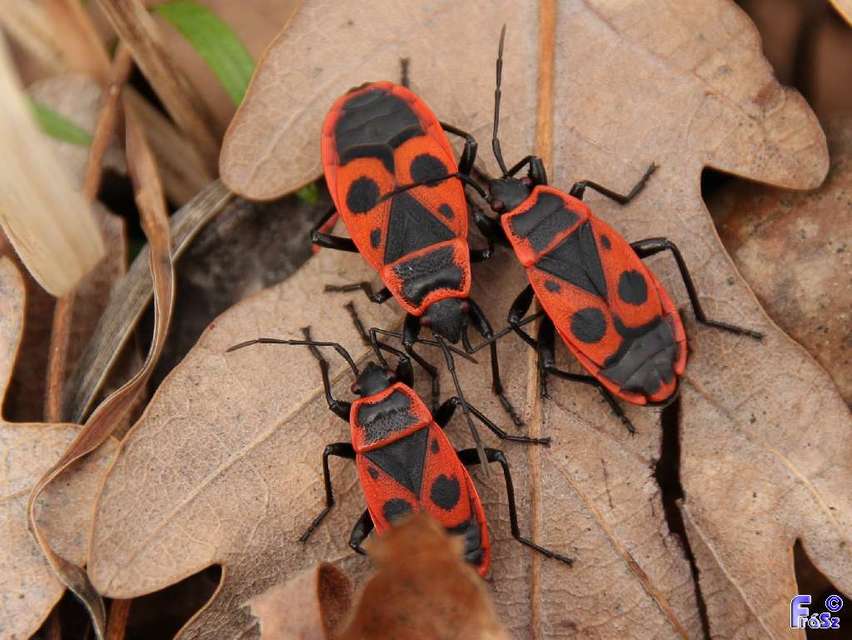Pyrrhocoris apterus - verőköltő poloska