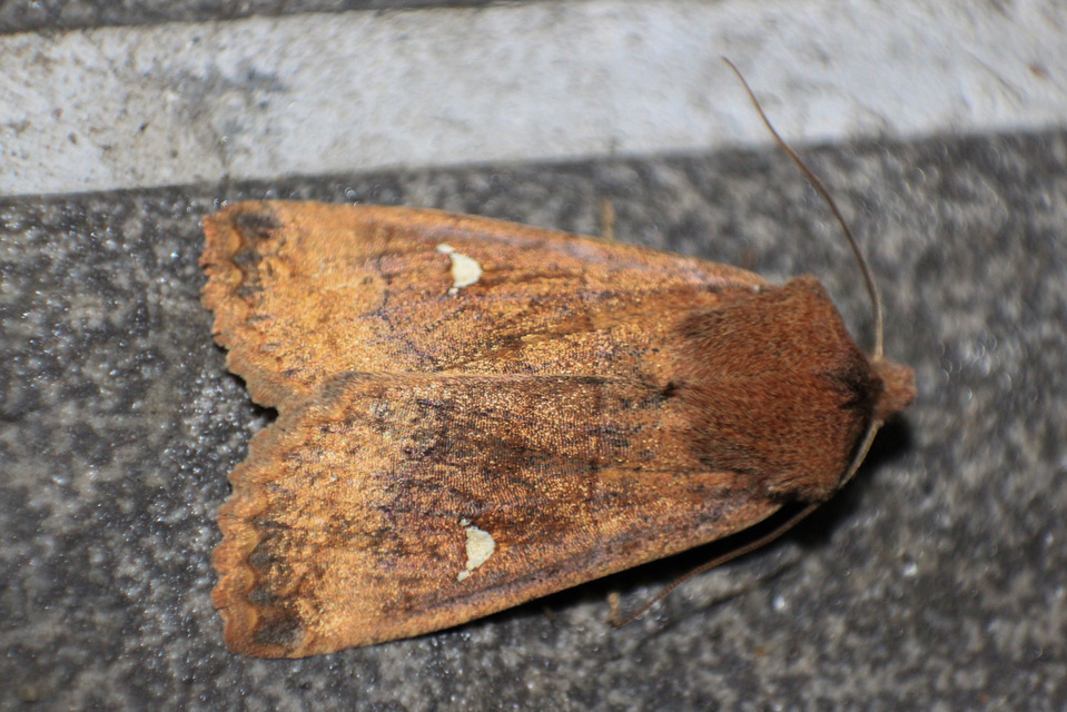 Eupsilia transversa - holdacskás télibagoly