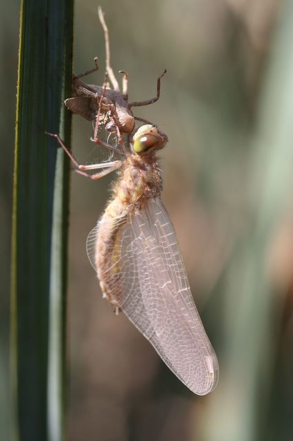 Leucorrhinia pectoralis - lápi álarcos-szitakötő