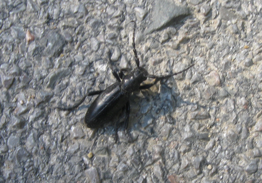 Dorcadion aethiops - fekete gyalogcincér