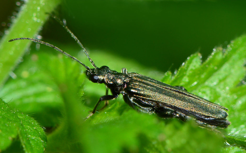 Oedemeridae - álcincérfélék