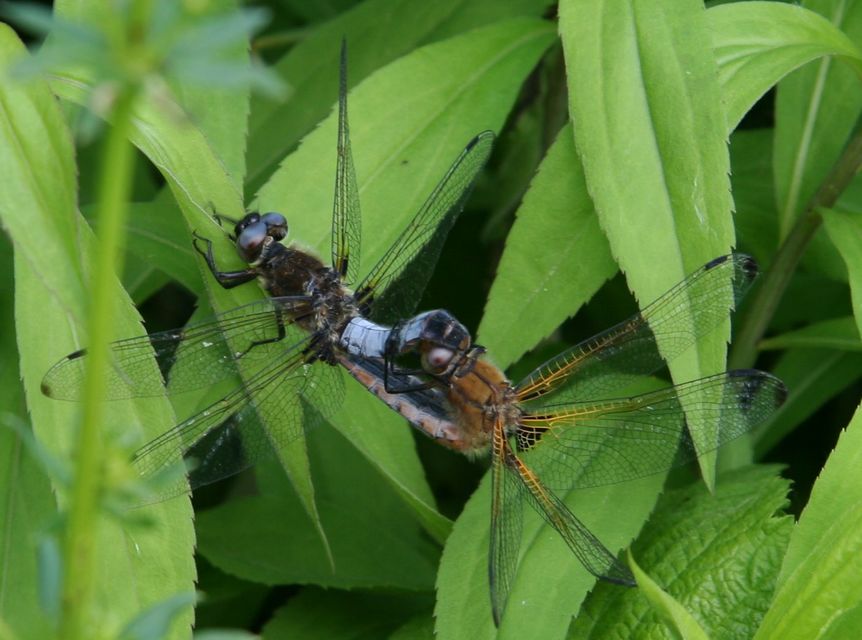 Libellula fulva - kisfoltos laposacsa