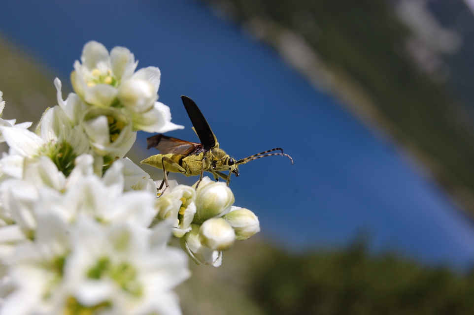 Lepturobosca virens