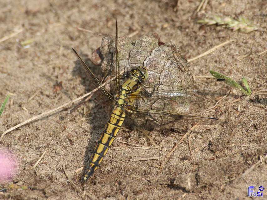 Orthetrum cancellatum - feketefarkú pásztorszitakötő
