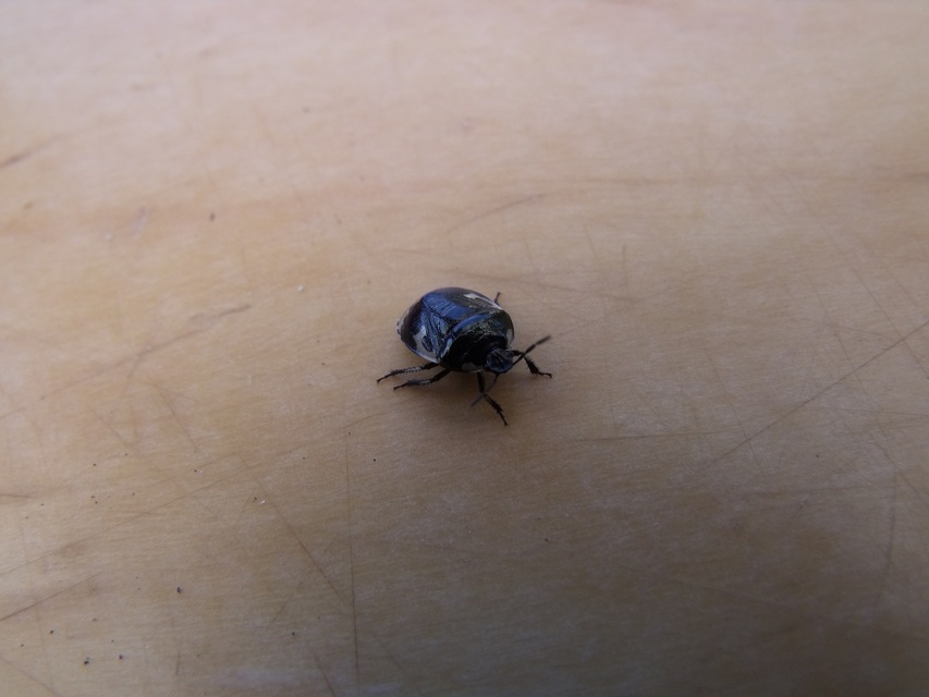 Tritomegas bicolor - foltos földipoloska