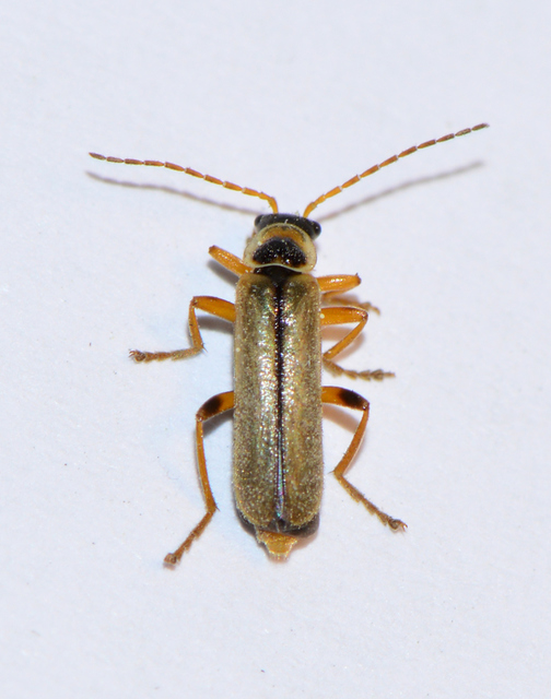 Metacantharis clypeata - tavaszi lágybogár