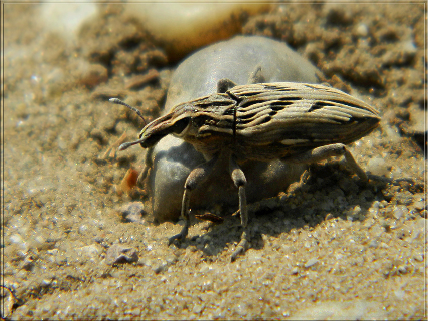 Coniocleonus nigrosuturatus - nyíljegyes barkó