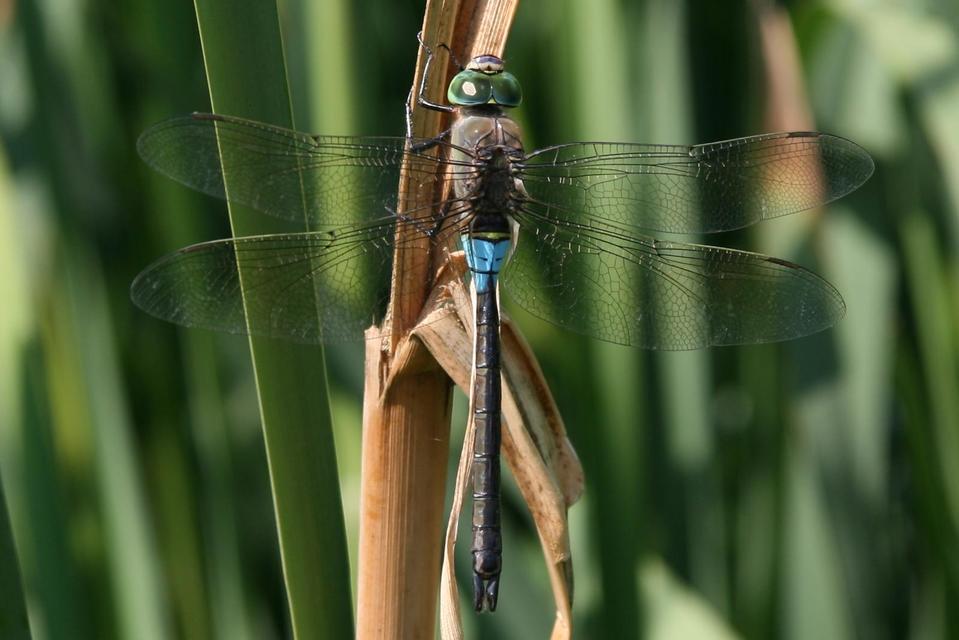 Anax parthenope - barna óriásacsa