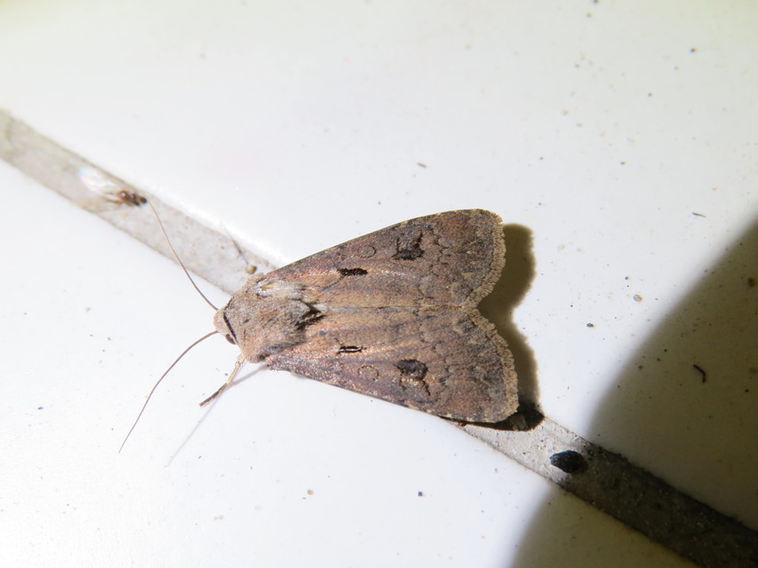 Agrotis exclamationis - felkiáltójeles földibagoly