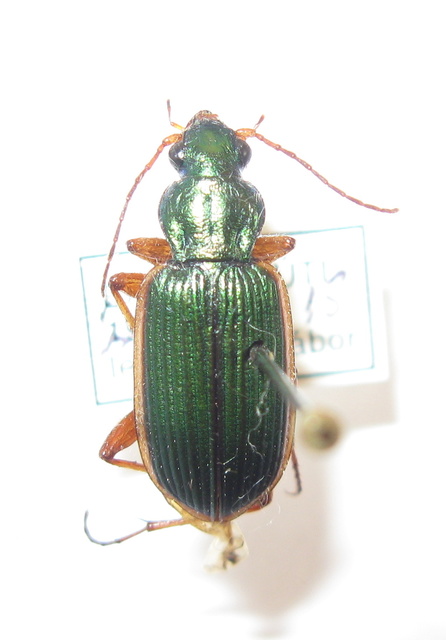 Chlaenius spoliatus - csupasz bűzfutó