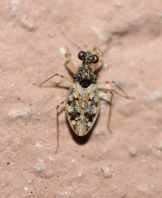 Leptopus marmoratus - kövipoloska