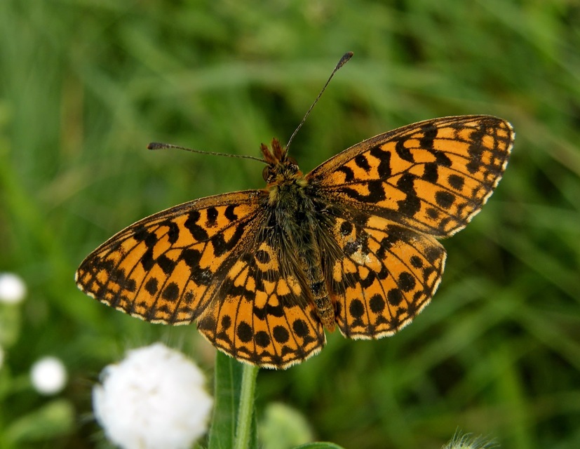 Boloria dia - kis gyöngyházlepke