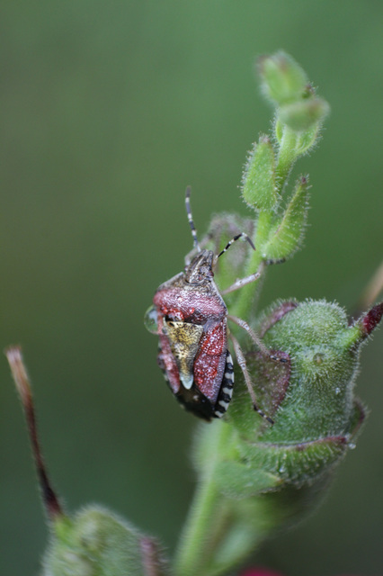 Dolycoris baccarum - közönséges bogyómászó-poloska Dolycoris baccarum - közönséges bogyómászó-poloska