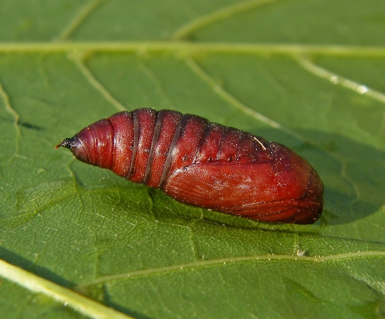 Apterogenum ypsillon - ipszilon-erdeibagoly