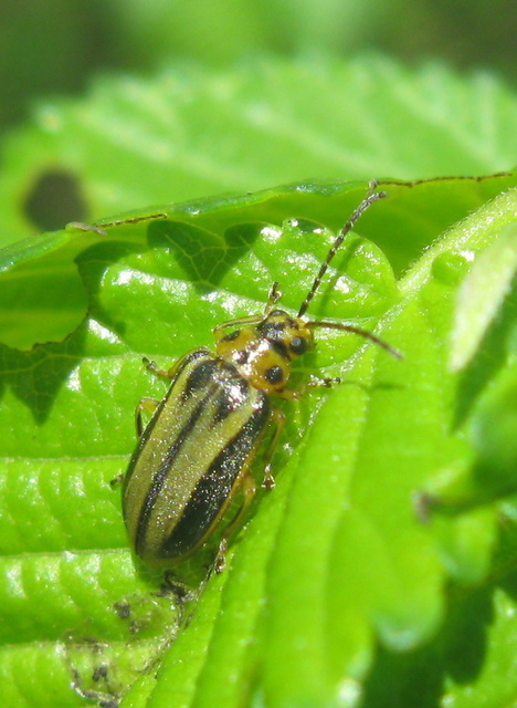 Xanthogalerucella luteola - szilfa-olajosbogár