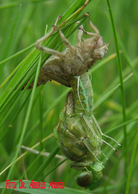 Orthetrum cancellatum - feketefarkú pásztorszitakötő Orthetrum cancellatum - feketefarkú pásztorszitakötő