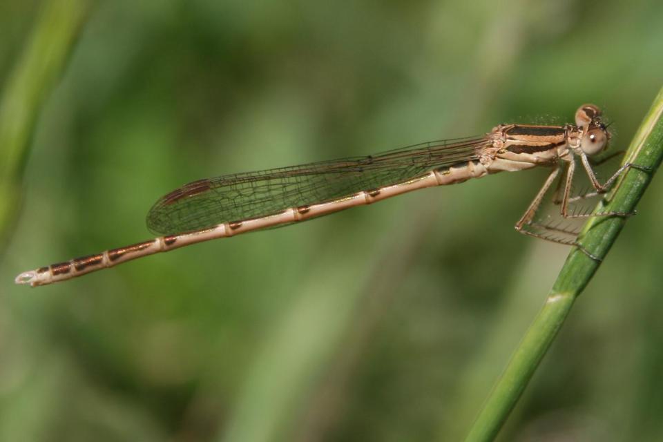 Sympecma fusca - téli rablószitakötő