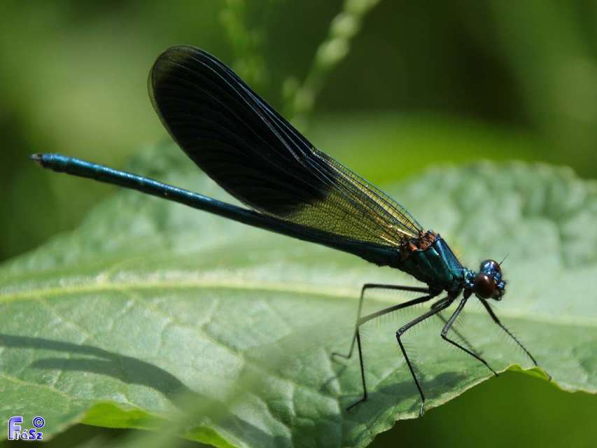 Calopteryx splendens - sávos szitakötő