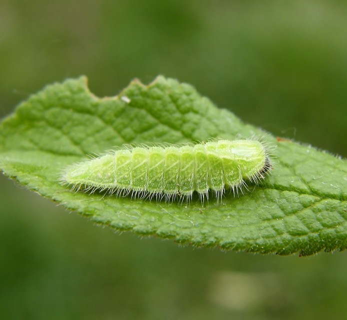 Thecla betulae - nyírfalepke