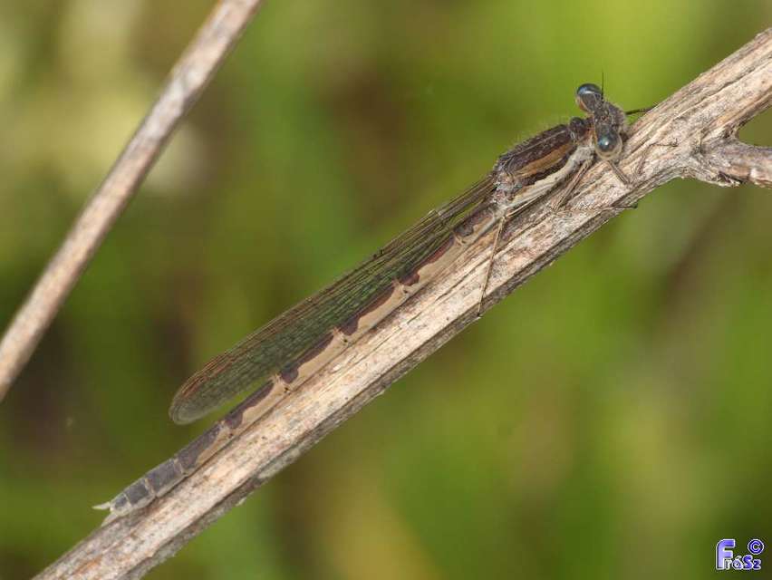 Sympecma fusca - téli rablószitakötő