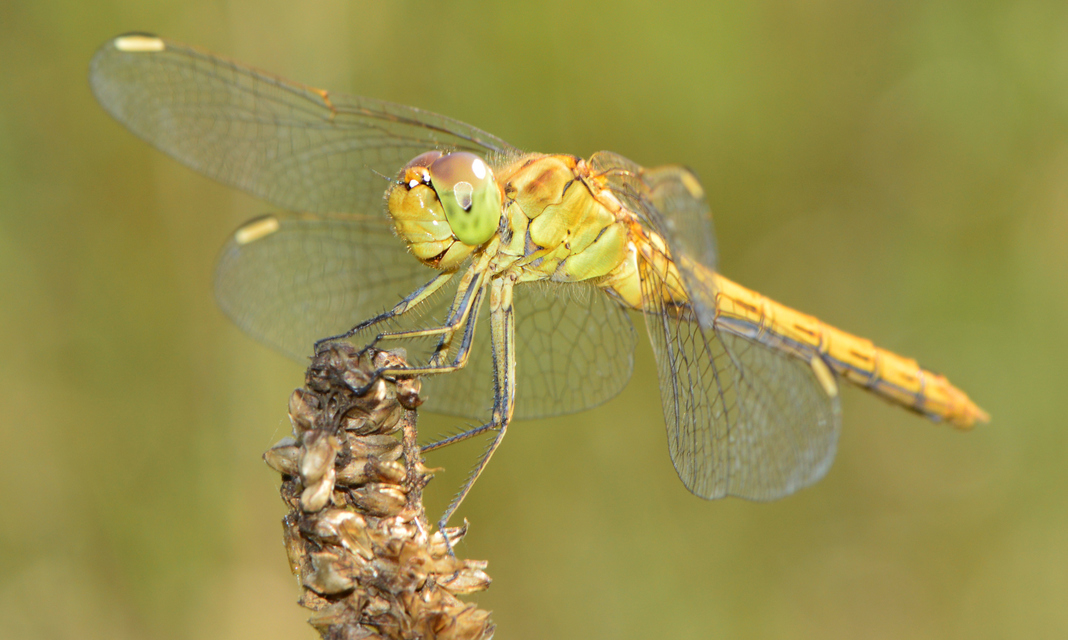 Sympetrum meridionale - fakó katona-szitakötő