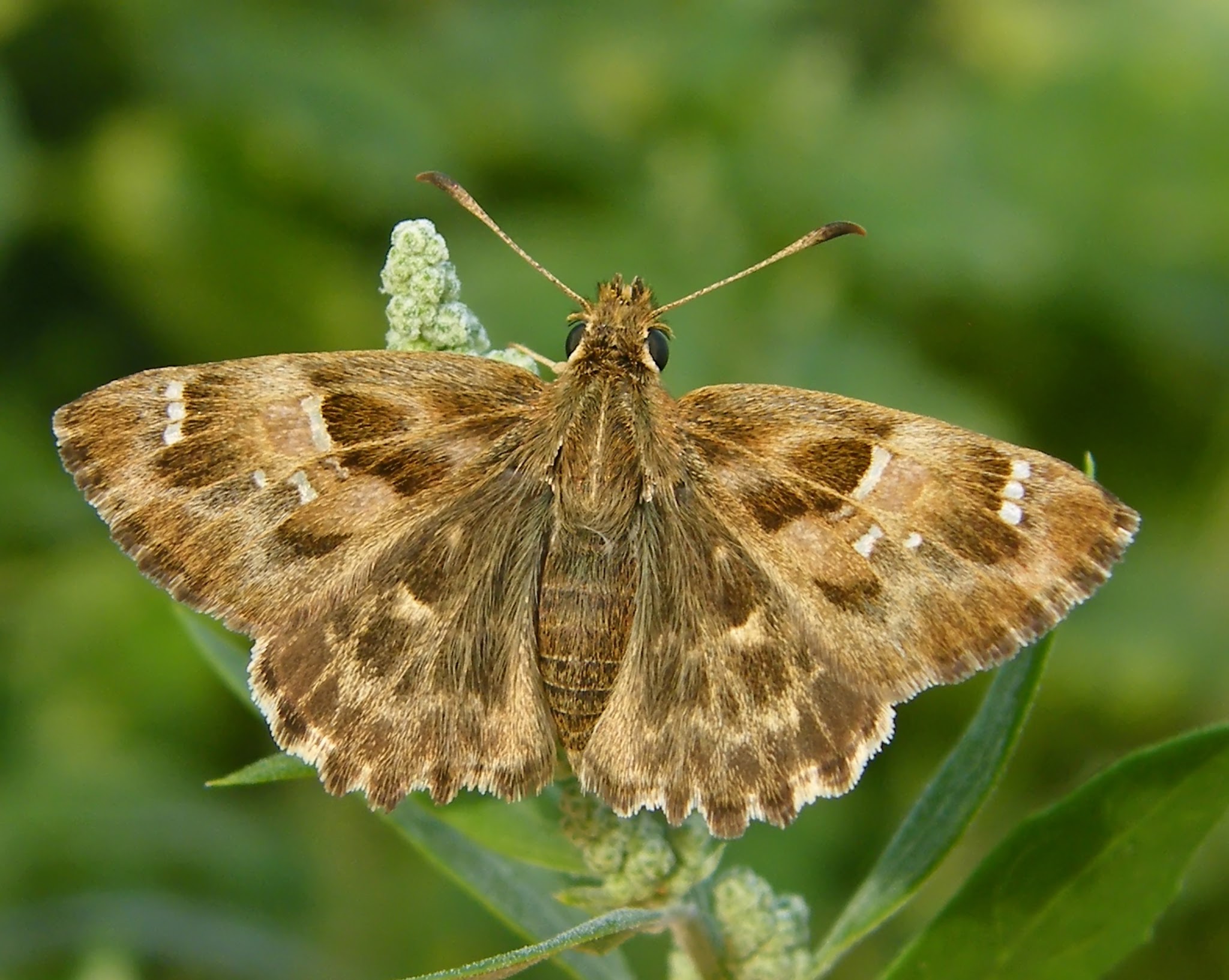 Carcharodus alceae - mályva-busalepke
