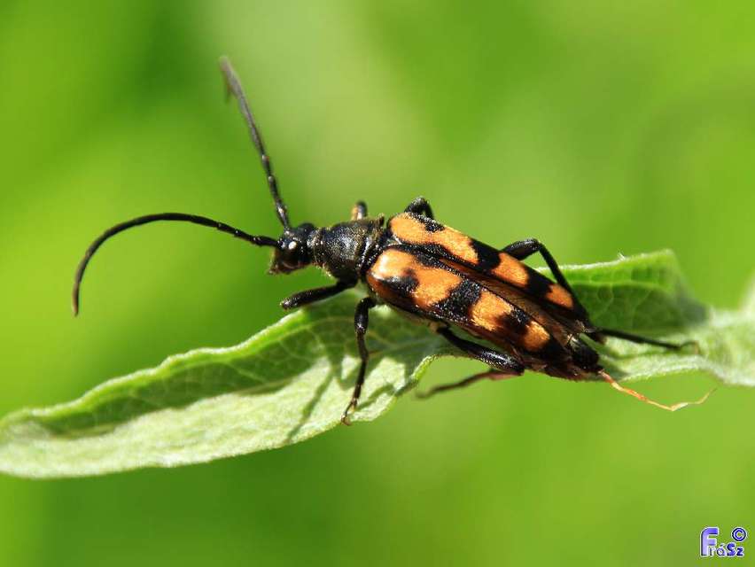 Leptura quadrifasciata - feketeszőrű szalagoscincér