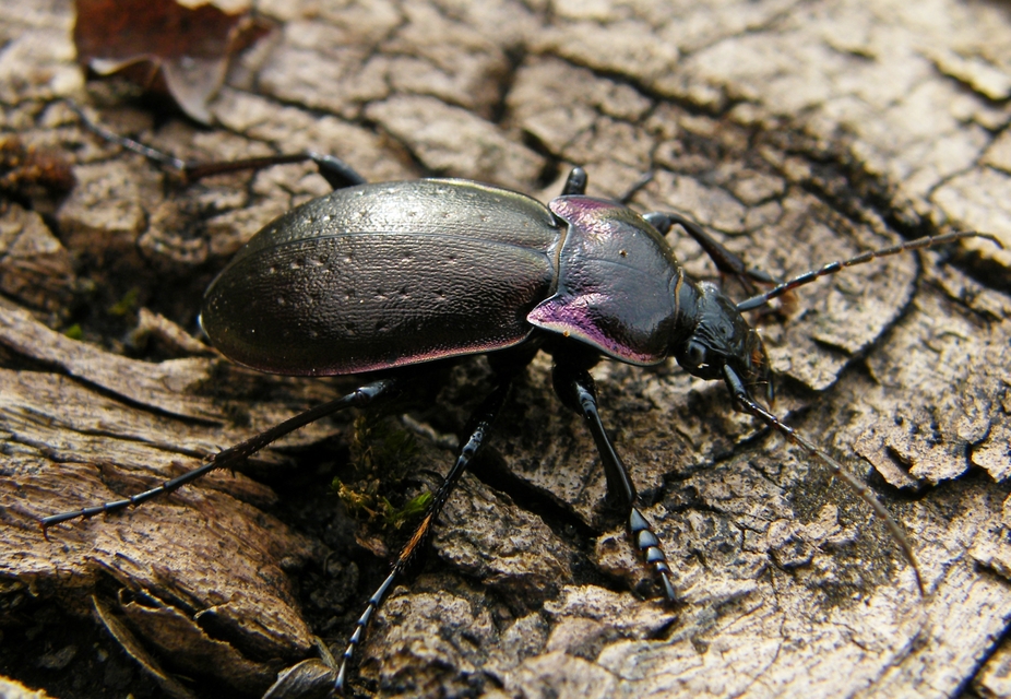 Carabus nemoralis - ligeti futrinka Carabus nemoralis - ligeti futrinka