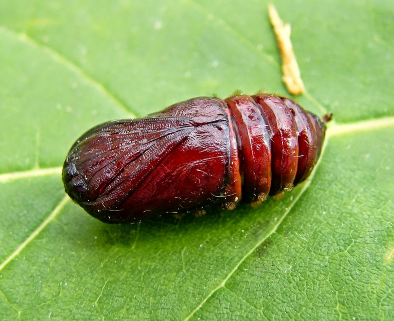 Rhyparia purpurata - bíborszínű medvelepke
