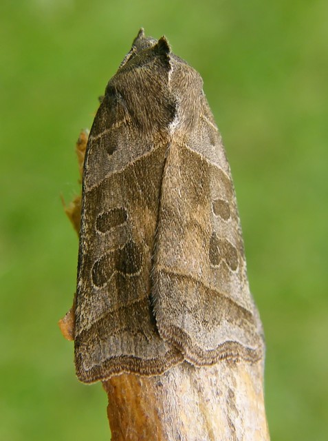 Ipimorpha retusa - sarlós fűzbagoly