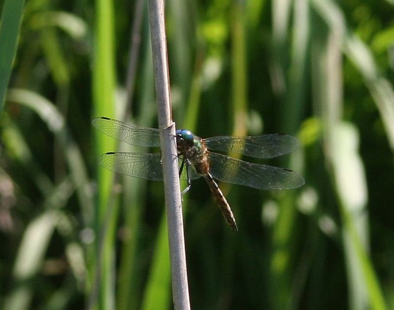 Somatochlora flavomaculata - sárgafoltos smaragdszitakötő