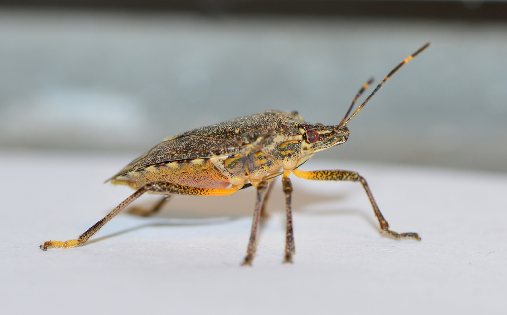 halyomorpha halys - Halyomorpha halys