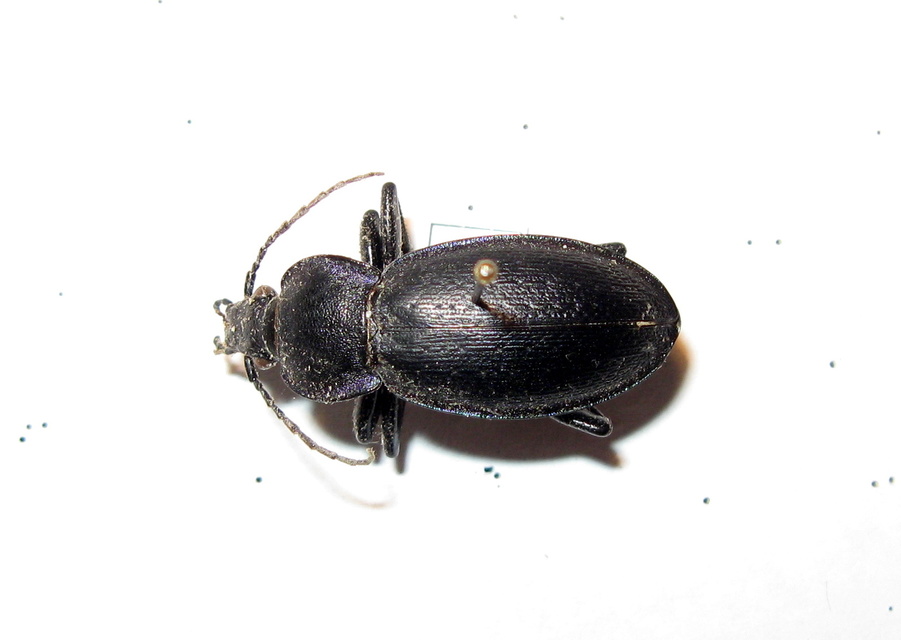 Carabus scheidleri - változó futrinka Carabus scheidleri - változó futrinka