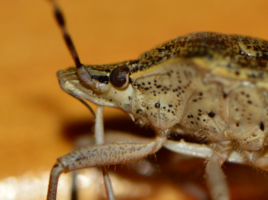Rhaphigaster nebulosa - bencepoloska