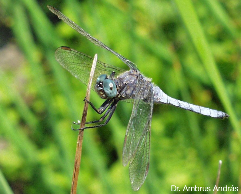 Orthetrum coerulescens - karcsú pásztorszitakötő
