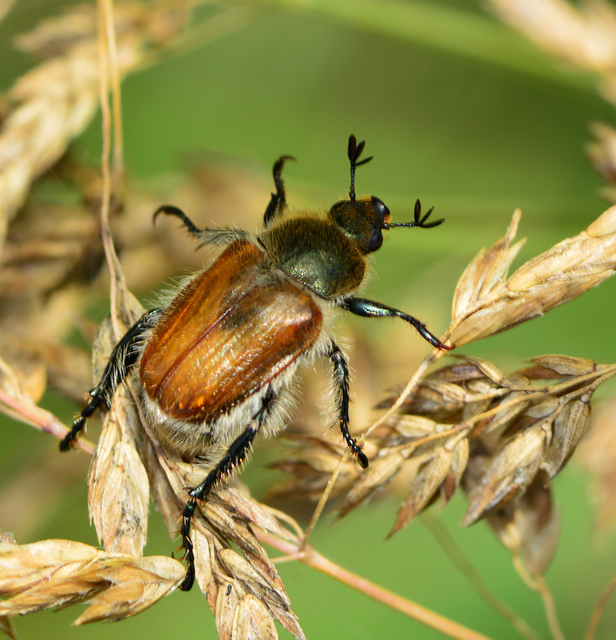 Chaetopteroplia segetum - rozsszipoly