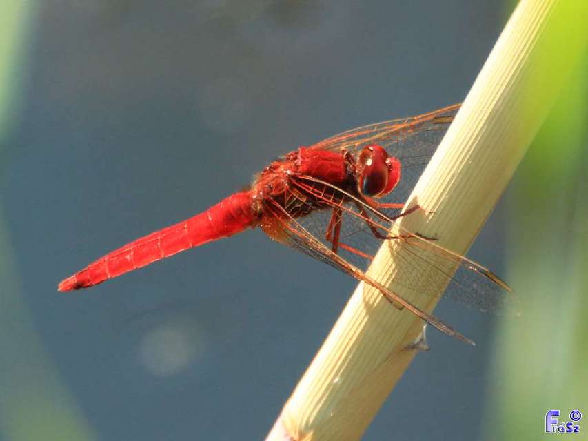 Crocothemis erythraea - skarlát szitakötő
